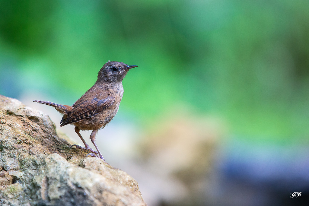 H-AOUT Troglodyte mignon (Troglodytes troglodytes) Winter wren-253.jpg