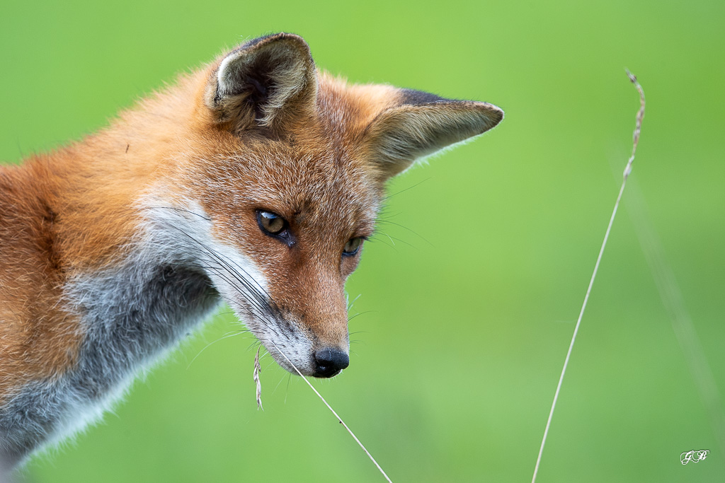 I-SEPTEMBRE Renard Roux (Vulpes vulpes)-472.jpg