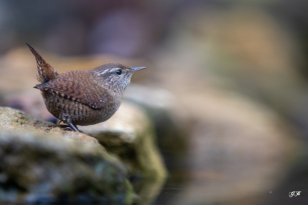 K-NOVEMBRE Troglodyte mignon (Troglodytes troglodytes) Winter wren-309.jpg