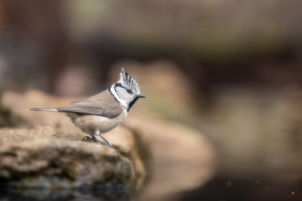 Mésange Huppée (Parus cristalus) Crested Tit-195.jpg