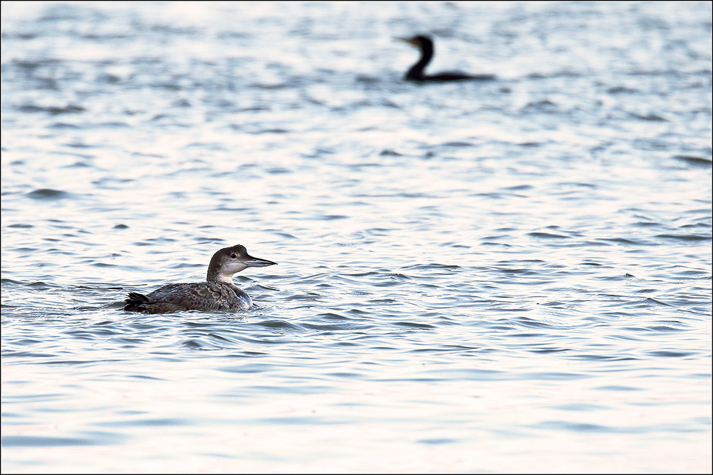 Plongeon imbrin.jpg