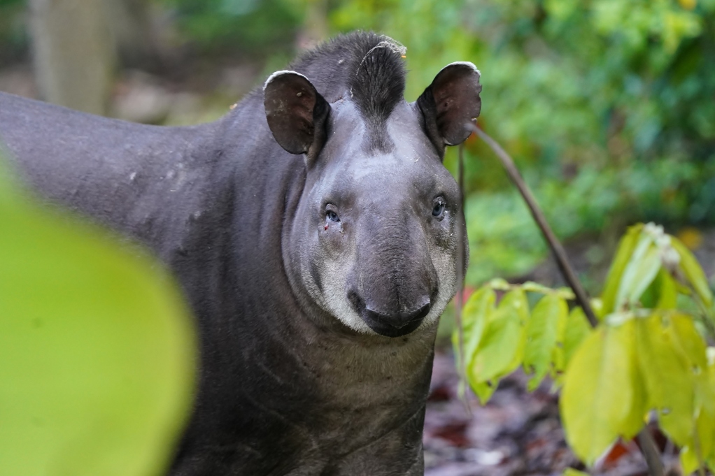 134-tapir du Bresil.JPG