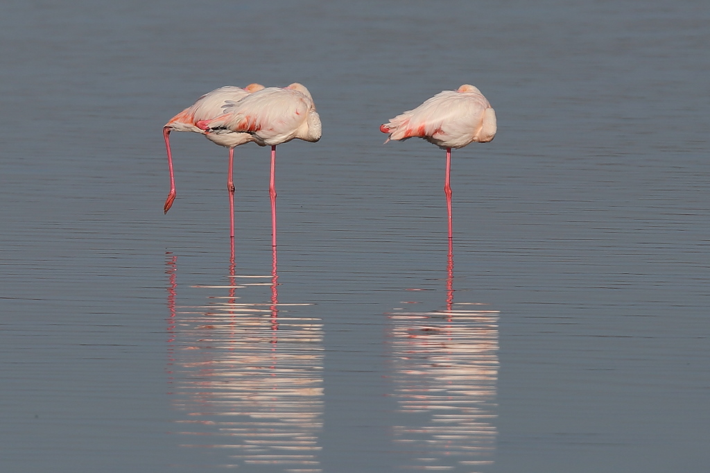 03 Flamands roses.jpg