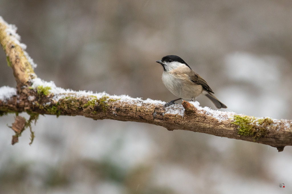 Mésange Nonette (Parus palustris) Marsh Tit-173.jpg