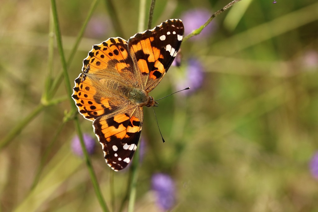 6 IMG_7188X Vanessa cardui Belle dame.JPG