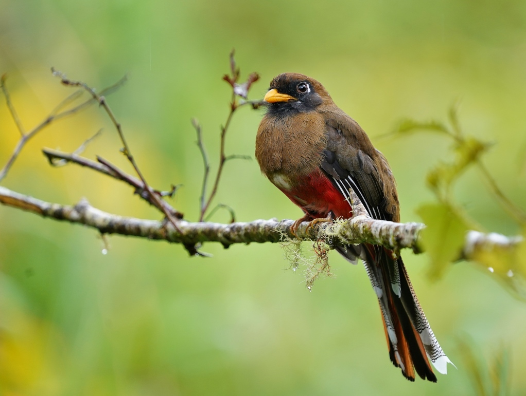 180Trogon masqué fem- San is.JPG