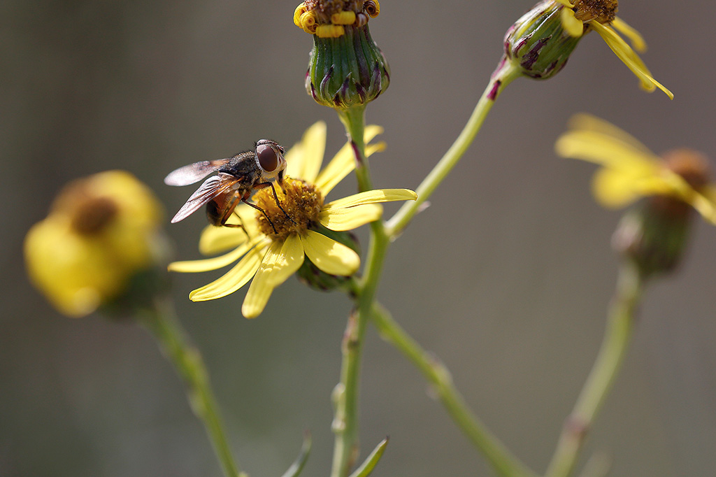 Ectophasia sp_25-11-20_02.jpg