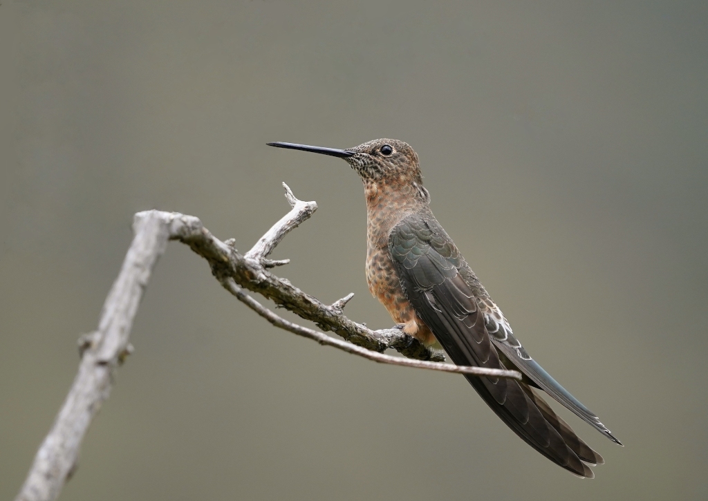 185 Colibri géant - tamb.JPG