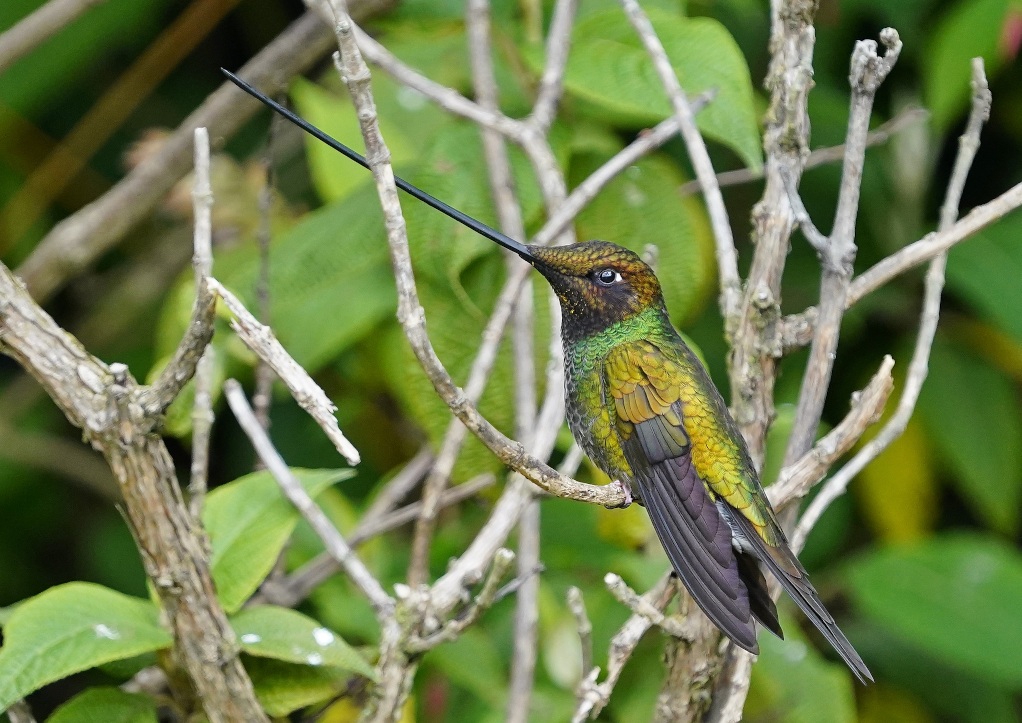 186 Colibri porte-épée - Tambocondor.JPG