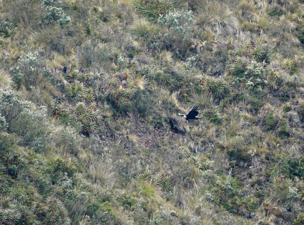 191Condor des Andes - Tamb.JPG