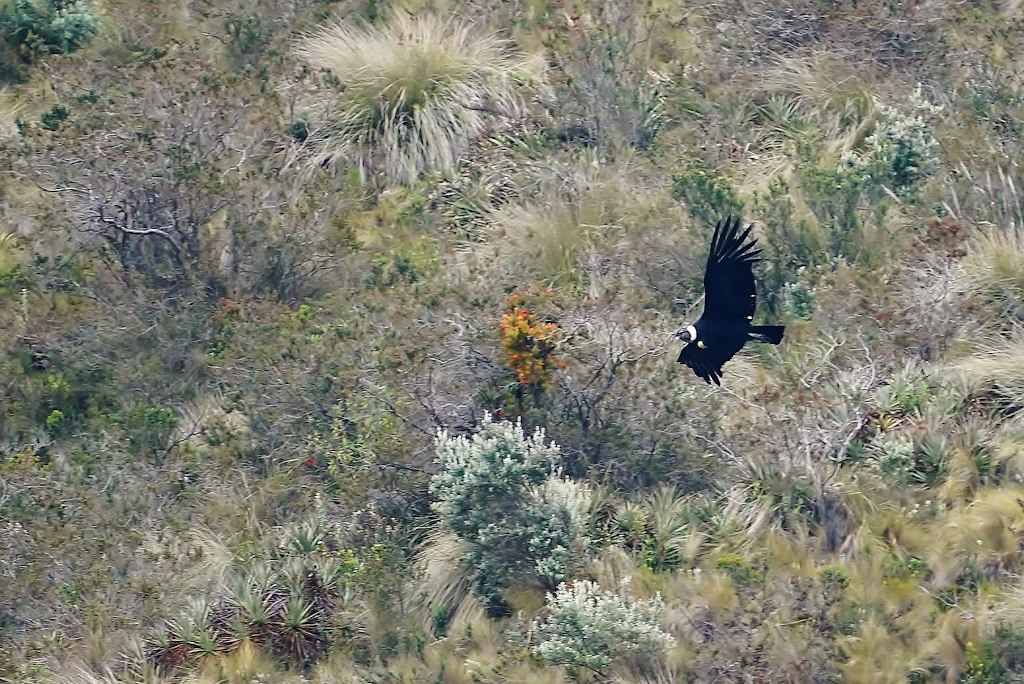 192Condor des Andes --Tambo.JPG