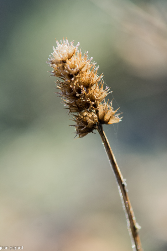 plante gelée.JPG