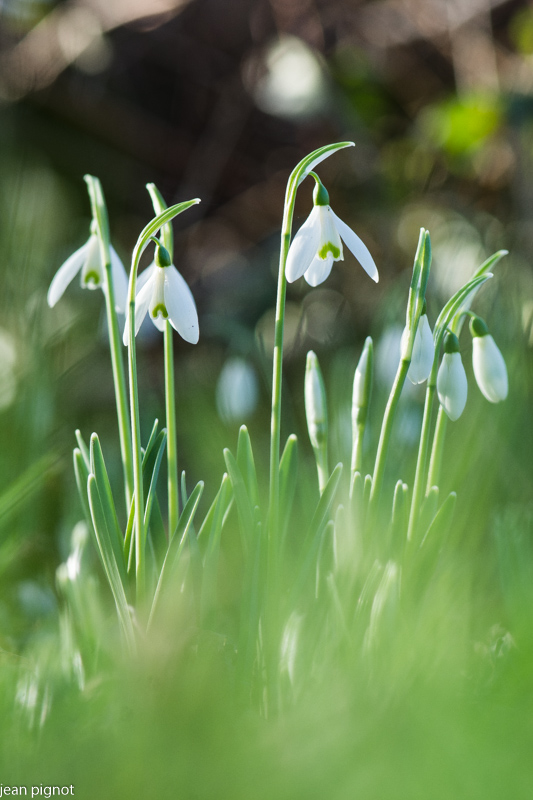 perce neige (7).JPG