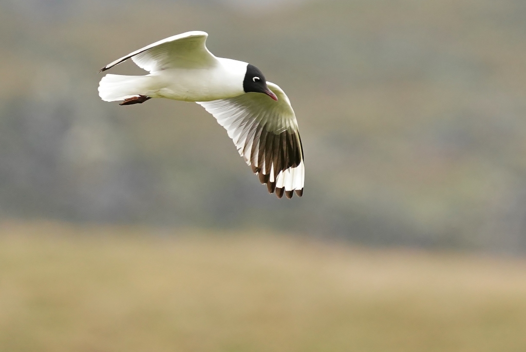 195Mouette des Andes- ANTIS.JPG