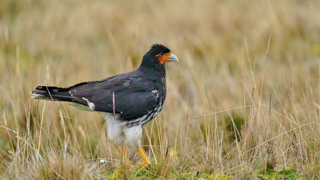 196Caracara caronculé - antis.JPG