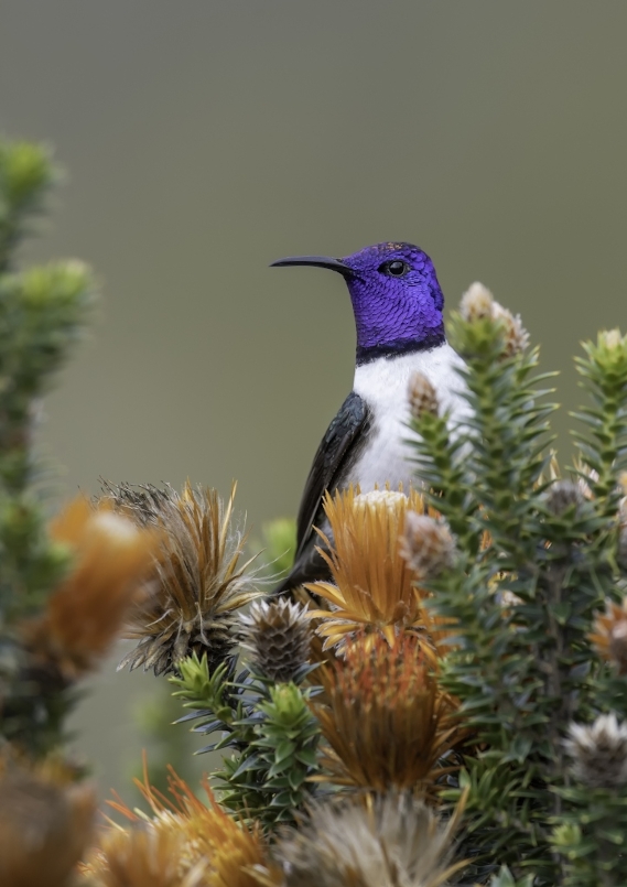 204Colibri du chimborazo- antisana.jpg