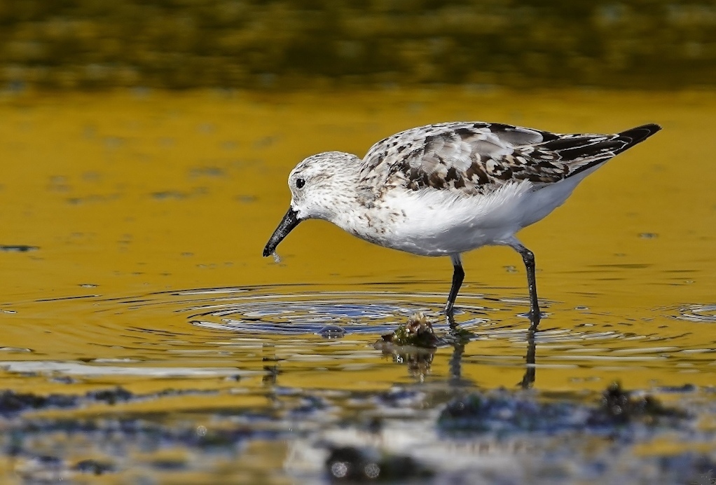 Bécasseau sanderling - Finistere 2022.JPG