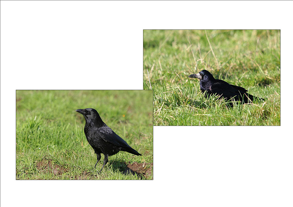 comparaison corbeau freux et corneille noire.jpg