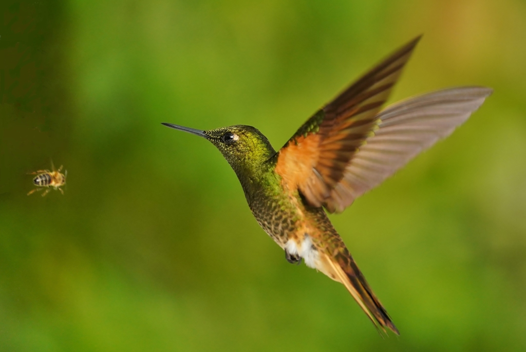 206 Colibri  flavescent - SAN TADE.JPG