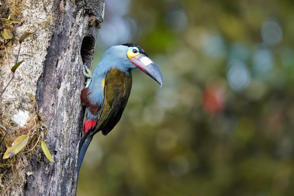 216 Toucan montagnard -San tadEo.JPG