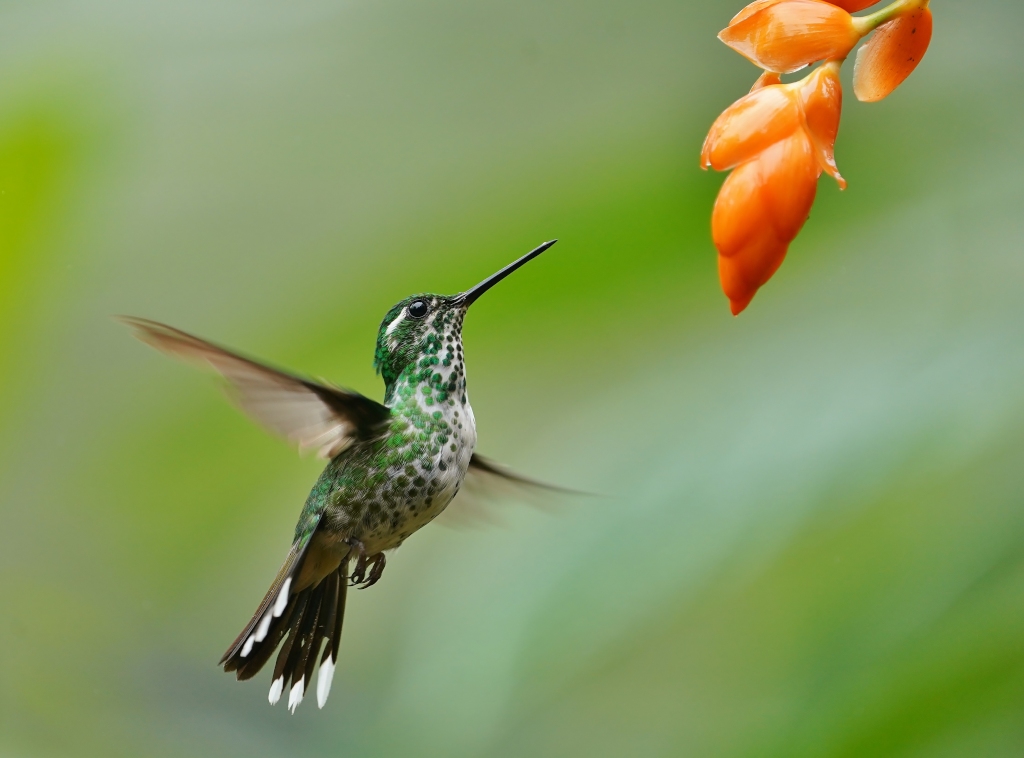 217 Colibri de Benjamin- Amagusa.JPG