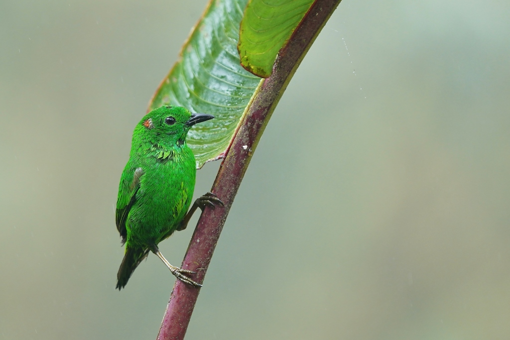 224 Tangara étincelant - Amagusa.JPG