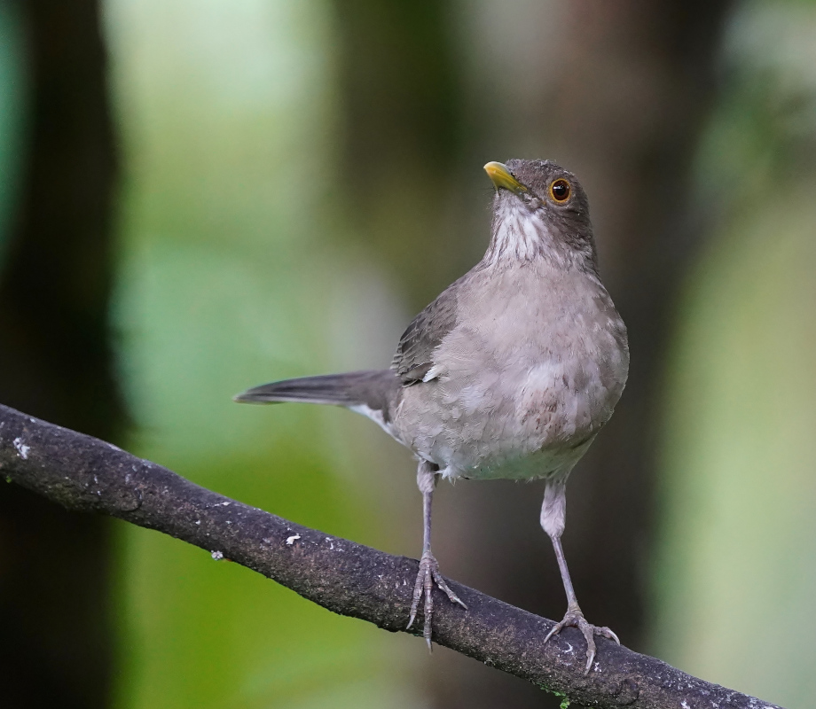 235 Merle d'Equateur - Los bancos ..JPG