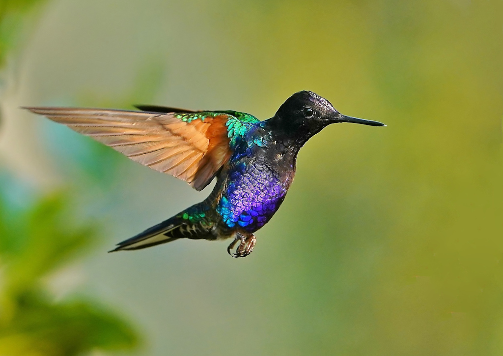 258 Colibri de Jardine mâle -Paz.JPG