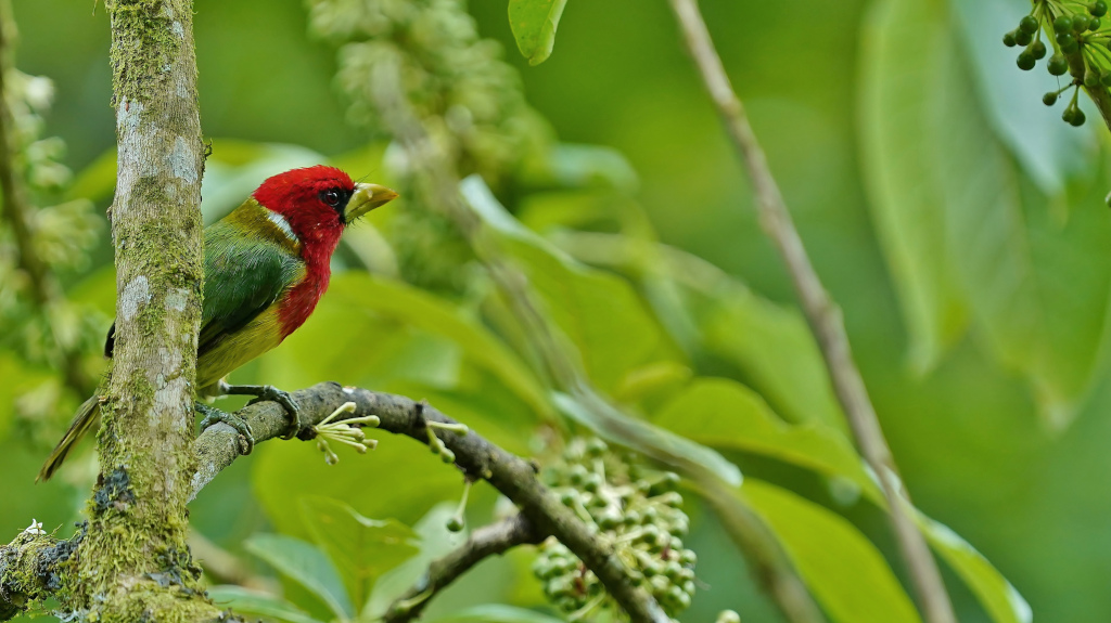 260 Cabezon à tête rouge -Paz.JPG