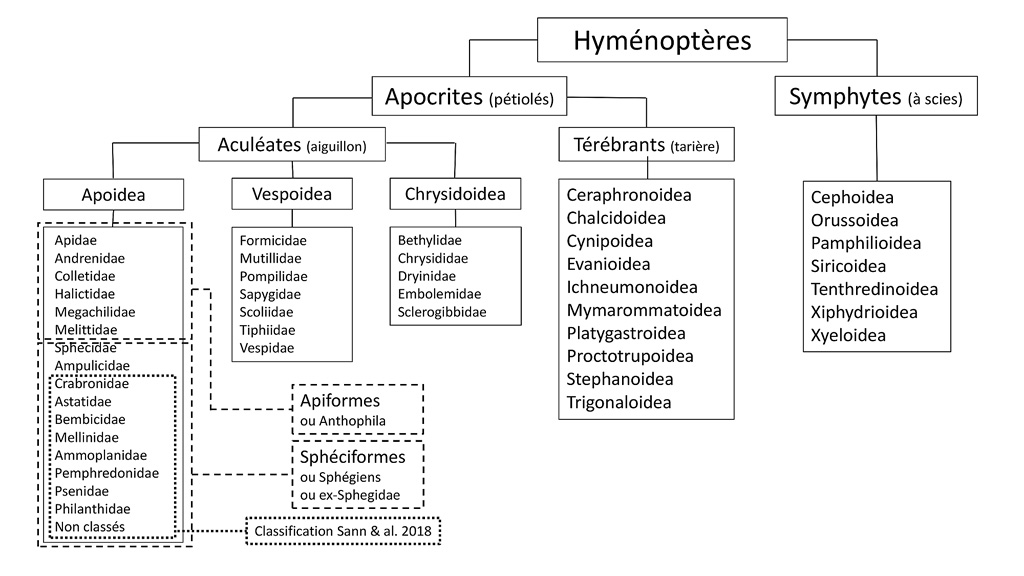Classification-Hyménos.jpg