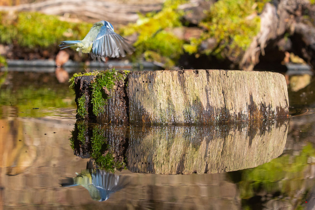 Mésange bleue (Parus caeruleus) European blue-571.jpg