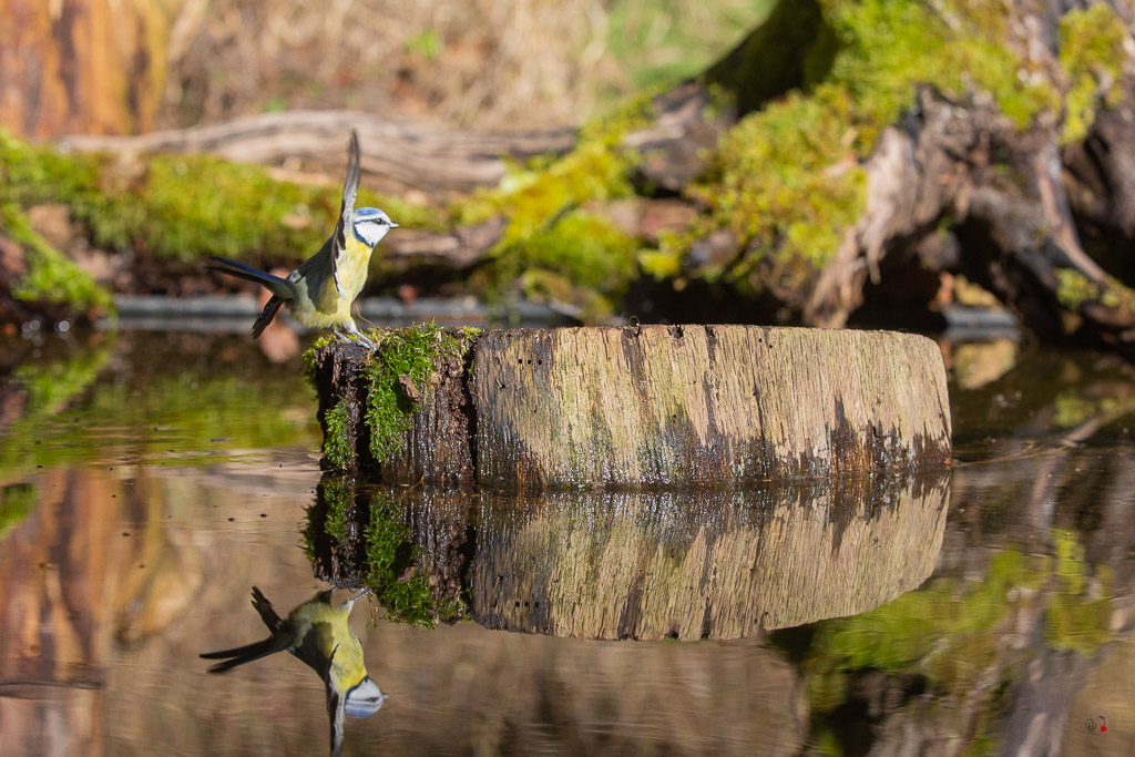 Mésange bleue (Parus caeruleus) European blue-573.jpg