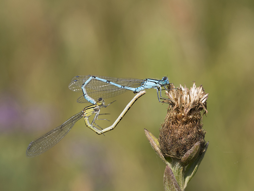 Agrion élégant (99)rec.jpg