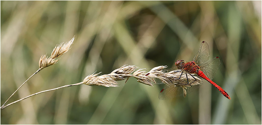 Libellule La Cueille 2 Image Nature.jpg