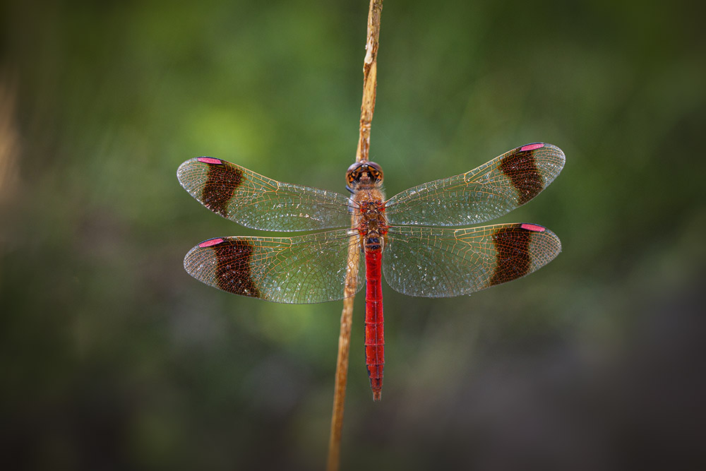 Sympetrum pedemontanum lubéron mérindol_20-08-2011-15-50-47_0278.jpg