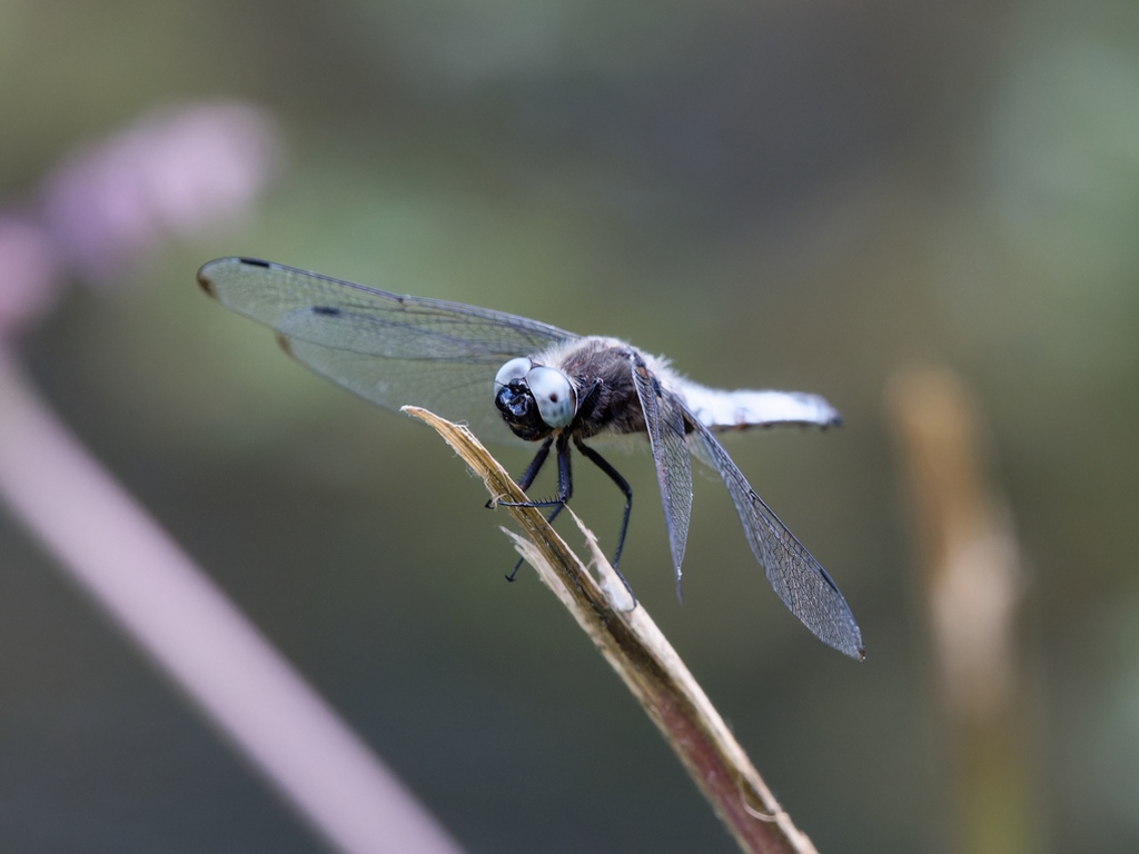 1-Libellule fauve (libellula fulva).jpg