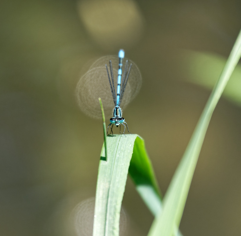 1-Agrion de Vander Linden, la Naïade aux yeux bleus01.jpg