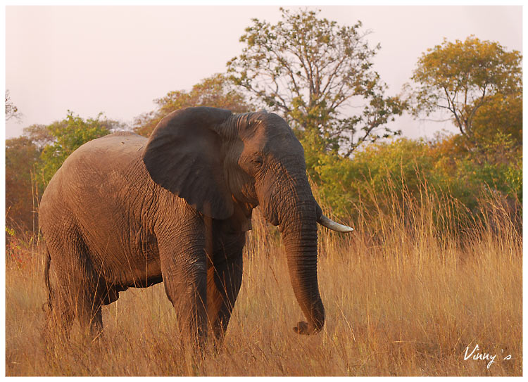 Ã©lÃ©phant-kafue5.jpg