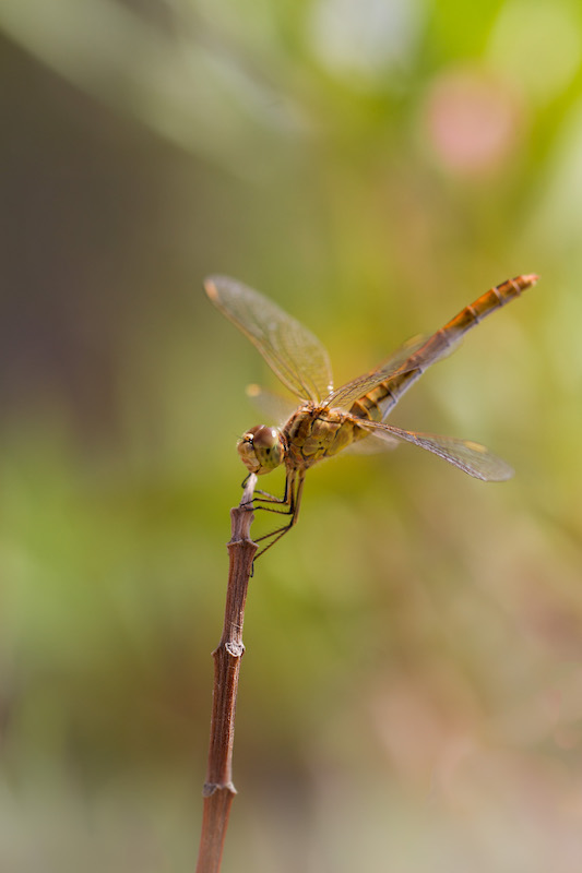 sympetrum femelle1.jpg