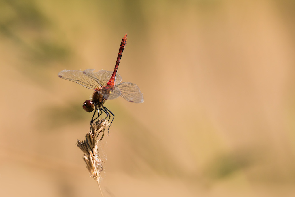 sympetrum sanguineum 2.jpg