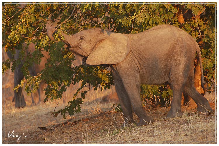 Ã©lÃ©phant-chobe045.jpg