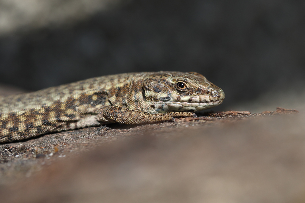 Lézard des murailles - Podarcis muralis 49 I&N.JPG