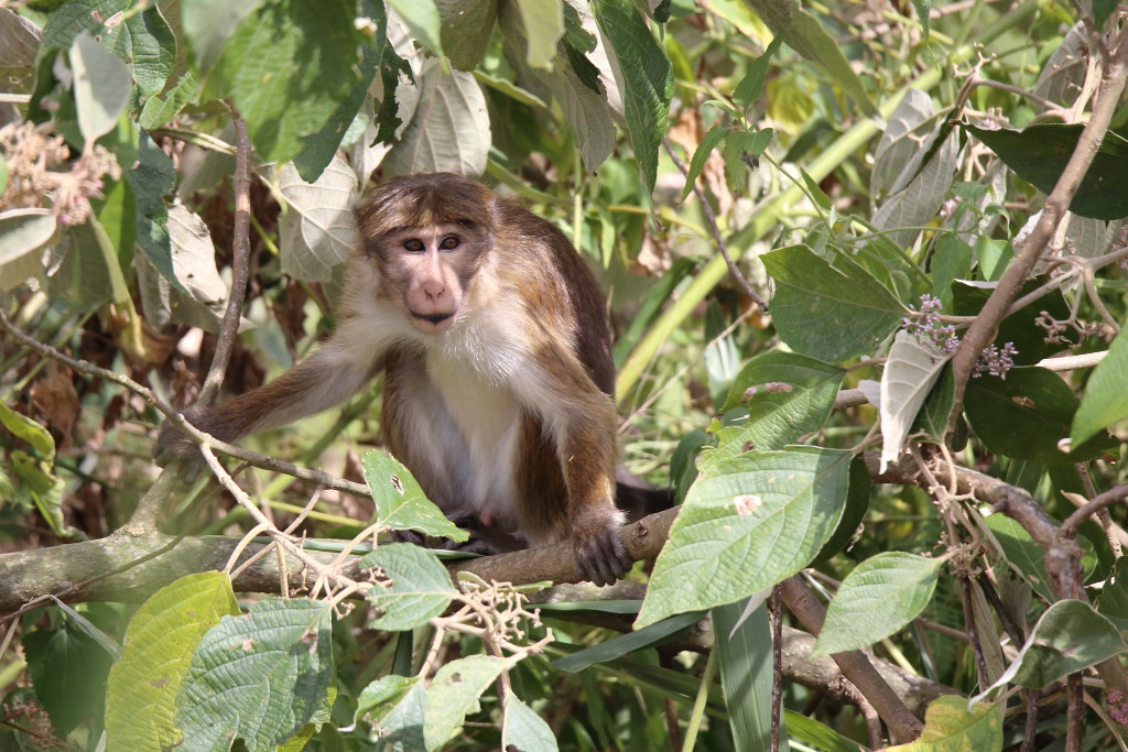 016 Macaque à toque.jpg