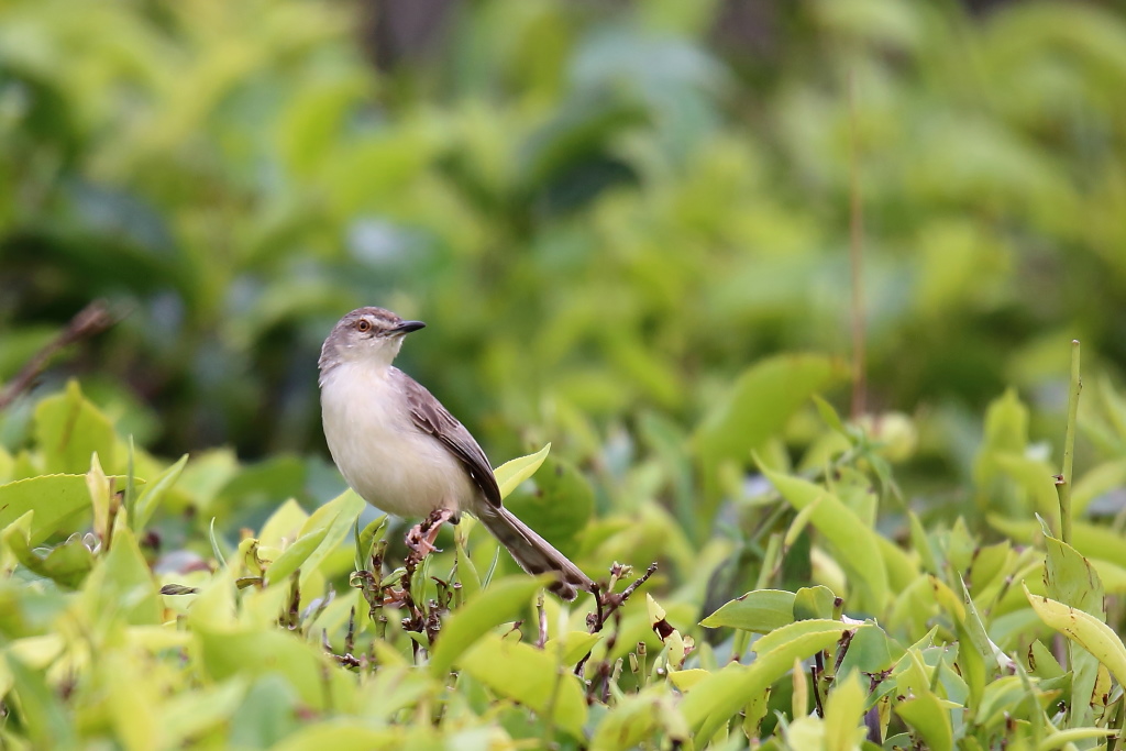 024 Prinia simple.jpg