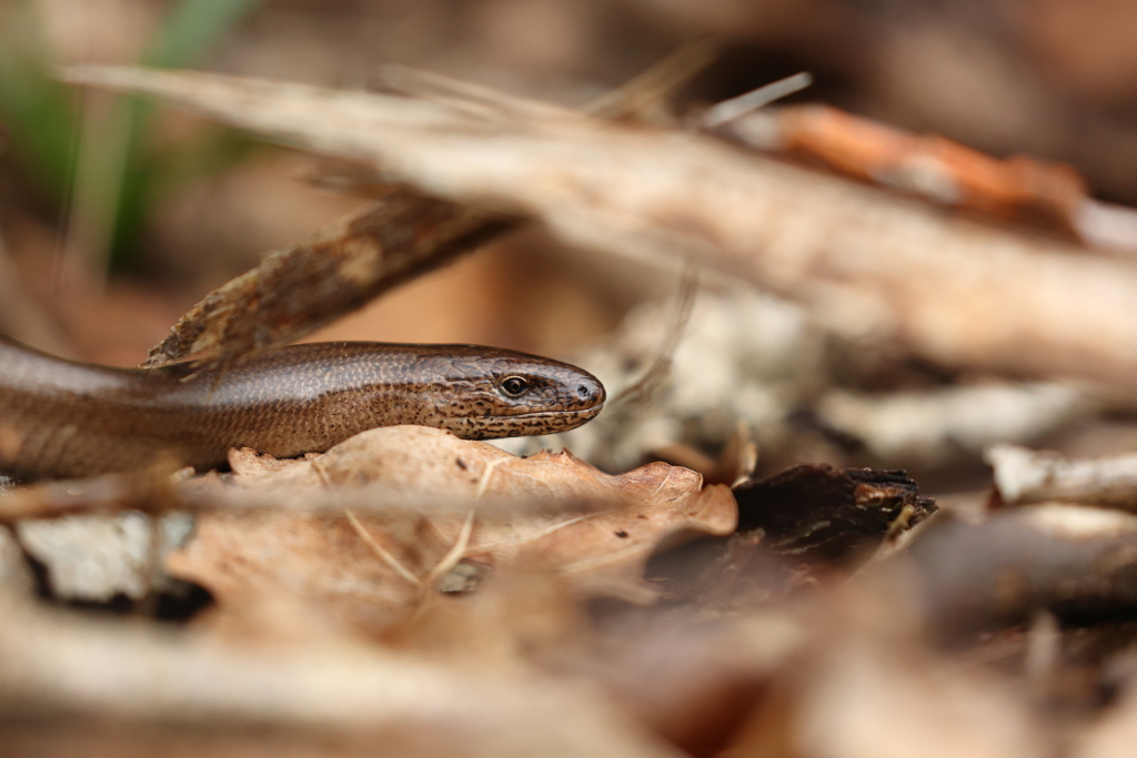 Orvet fragile - Anguis fragilis 13 I&N.JPG