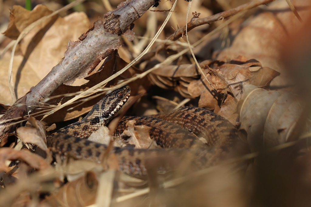 Vipère péliade - Vipera berus  V152 #1 270322 I&N.JPG