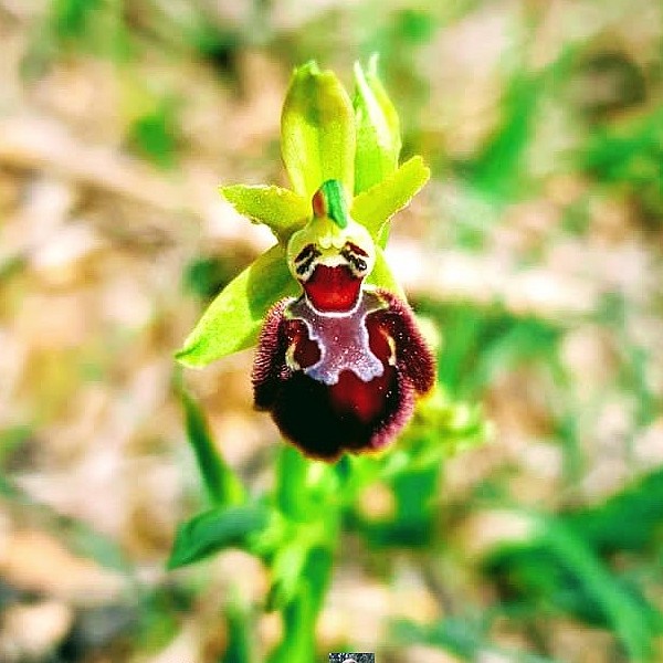 Orchidée maison.jpg