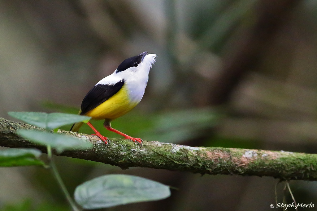 10 -Manakin à col blanc male - Arenal.JPG