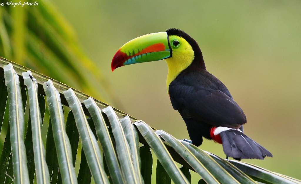 12-Toucan à carene - Boca tapada.JPG