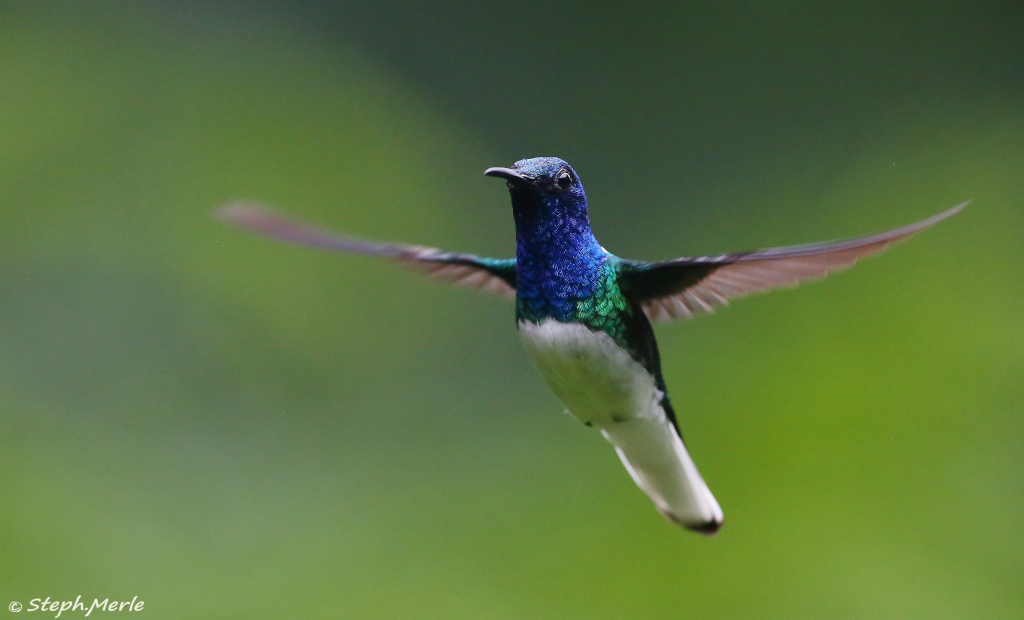 13 - Colibri jacobin mâle- Heliconia.JPG